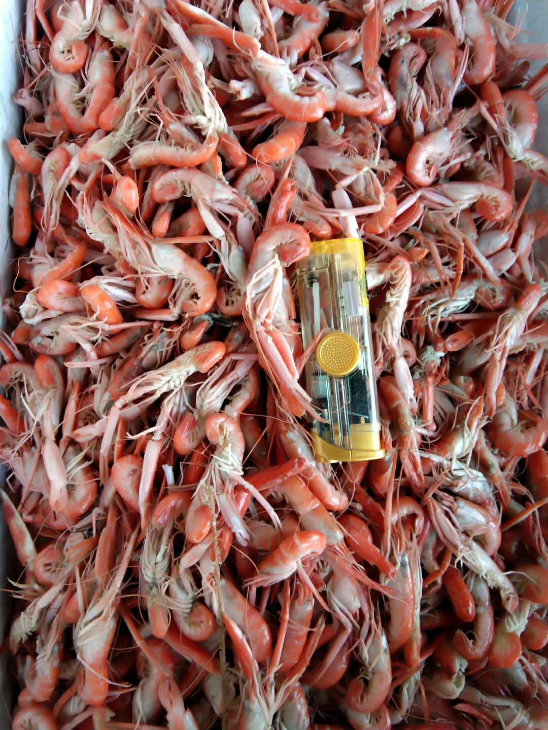 蝼蛄虾 爪虾（狗虾）自家加工，油炸即食都可以，补钙神品